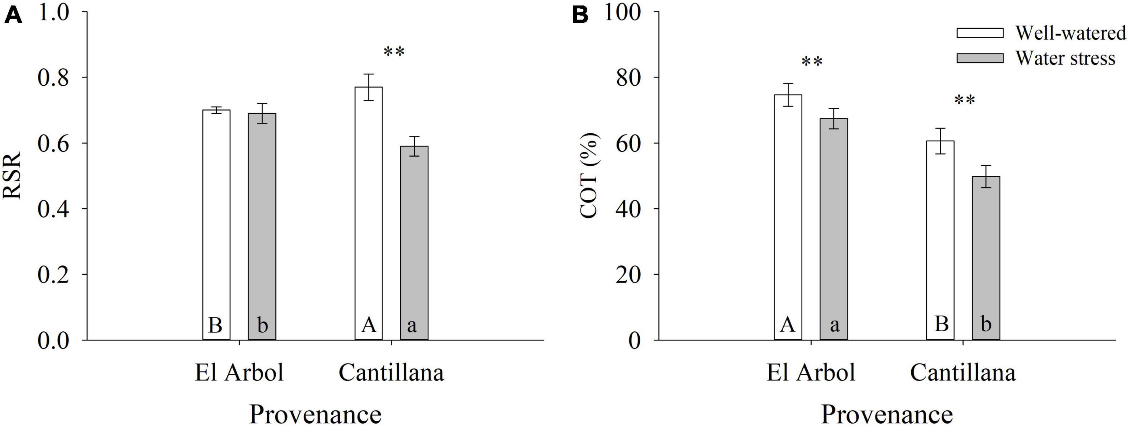 Provenance influences seed germination and phenotypic responses to water restriction in the endemic Beilschmiedia miersii (Gay) Kosterm